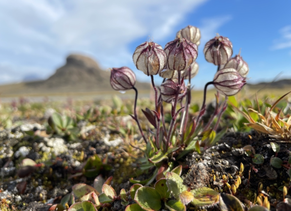 乌拉尔蝇子草（Silene uralensis）