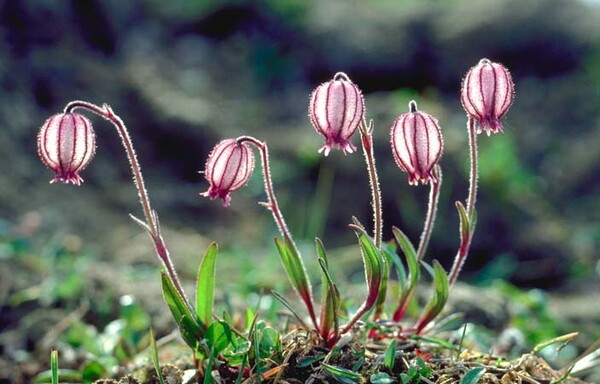 乌拉尔蝇子草（Silene uralensis）