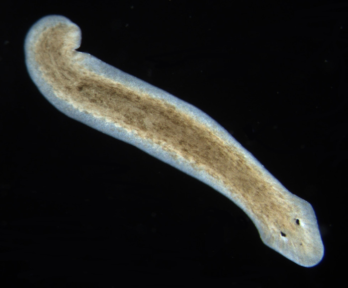 涡虫（Planarian）