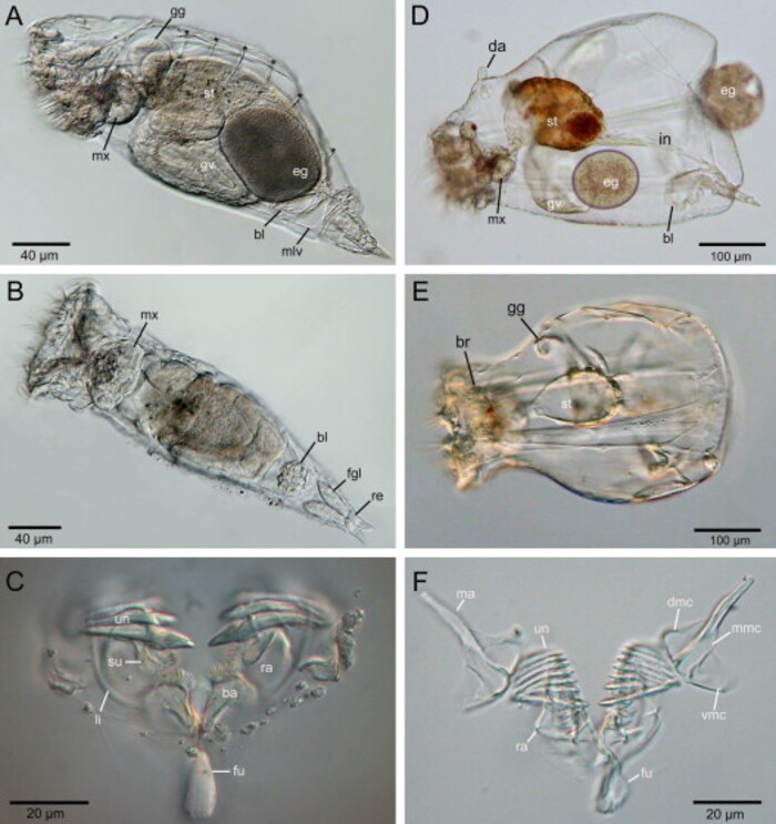 轮虫（Rotifer）