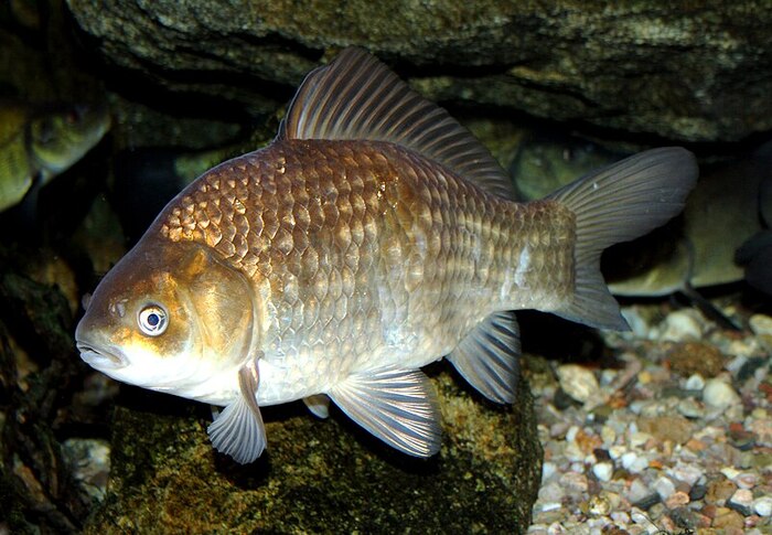 鯽鱼（Carassius auratus）