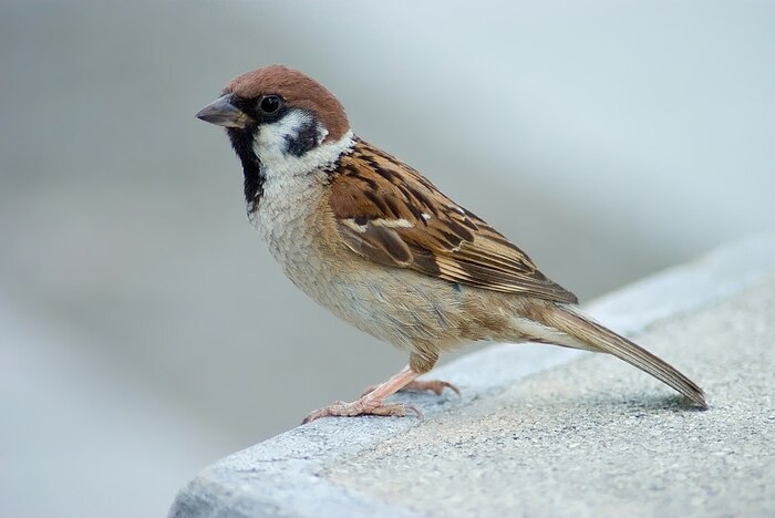 麻雀（House Sparrow）