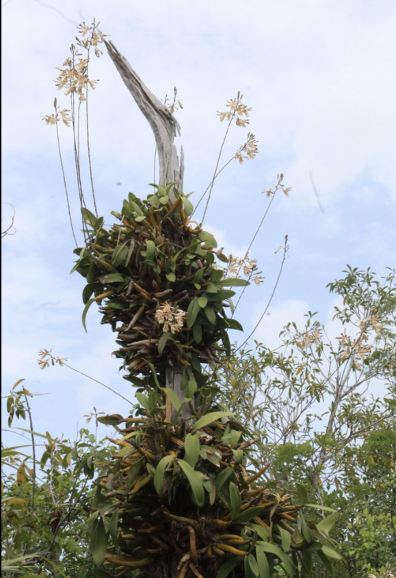 Myrmecophila christinae，中文常译为“克里斯蒂娜蚂蚁兰”