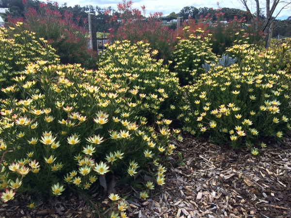 异色木百合Leucadendron discolor 