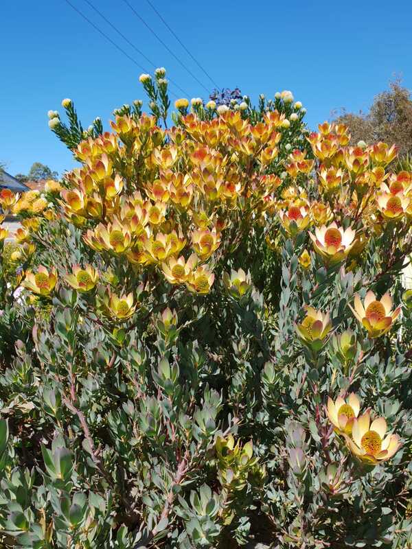 异色木百合Leucadendron discolor 