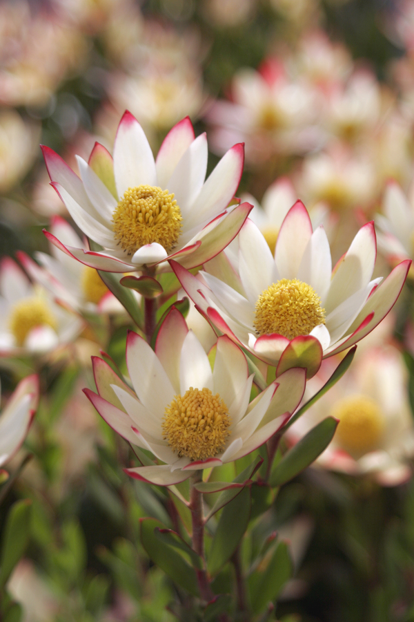 异色木百合Leucadendron discolor 