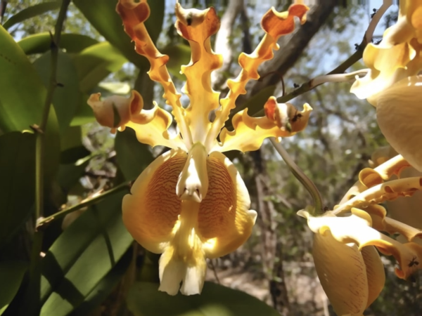 Myrmecophila christinae，中文常译为“克里斯蒂娜蚂蚁兰”