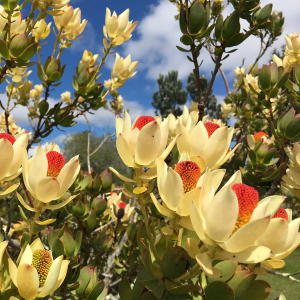 异色木百合Leucadendron discolor