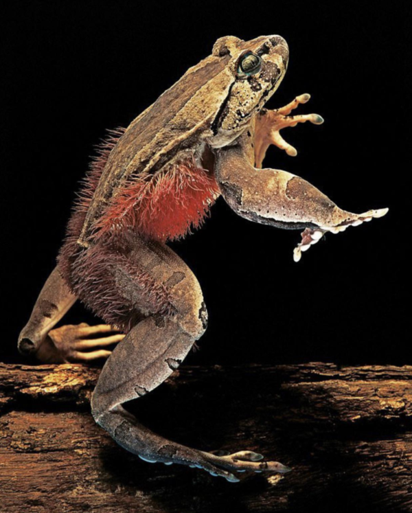 壮发蛙（Trichobatrachus robustus），也被称为发蛙、骨折蛙、多毛蛙、毛蛙、狼獾蛙、恐怖蛙或毛毛蛙