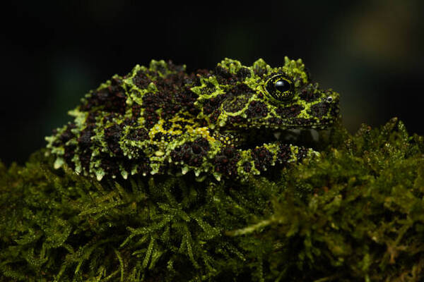 北部湾棱皮树蛙（Theloderma corticale），又称越南苔藓蛙