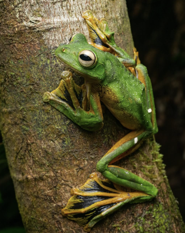 黑掌树蛙（Rhacophorus nigropalmatus）