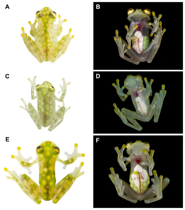 玻璃蛙（Centrolenidae）