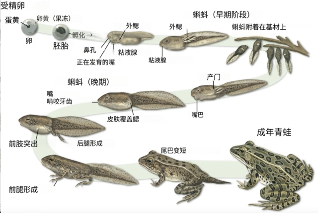 蝌蚪的发育全过程