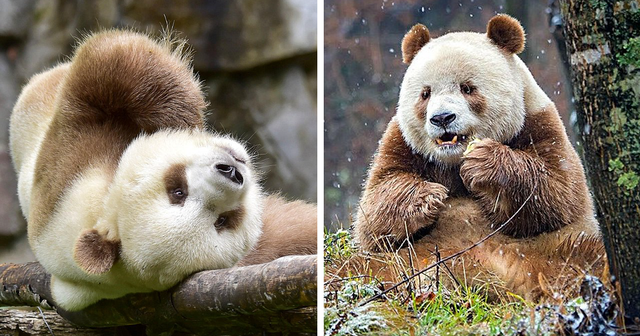 棕色大熊猫（Brown Panda）