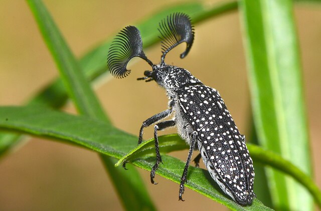 羽角甲虫（Rhipicera femorata）