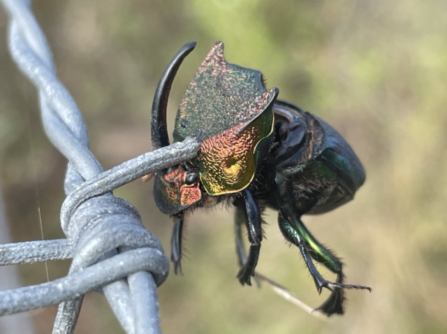 彩虹圣甲虫（Phanaeus vindex）