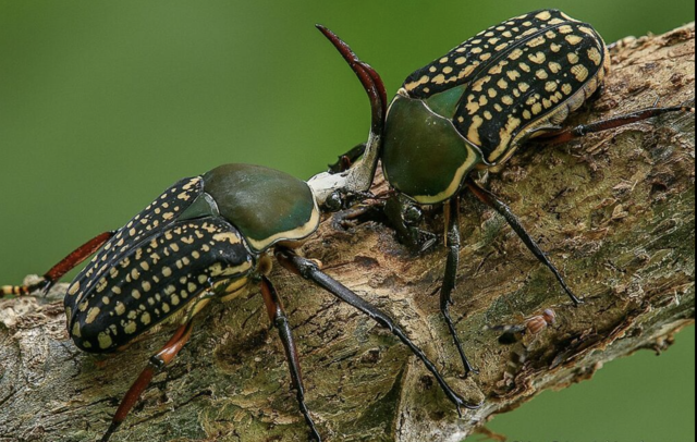 哈里斯小犀牛（Mecynorhina harrisi）