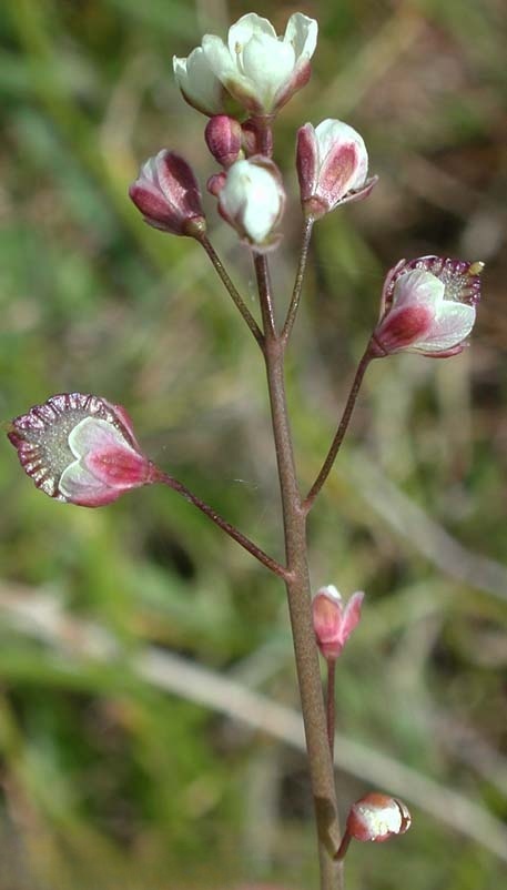 辐射风轮荠（Thysanocarpus radians）俗称肋状穗荚、辐荚