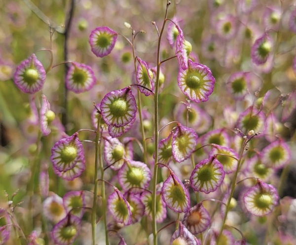 辐射风轮荠（Thysanocarpus radians）俗称肋状穗荚、辐荚