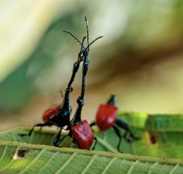 长颈象鼻虫（Trachelophorus giraffa）