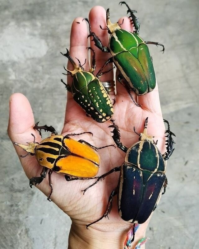 土瓜达花金龟（Mecynorhina torquata）