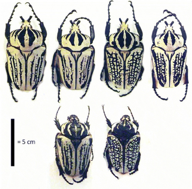 东方巨甲虫（Goliathus orientalis）