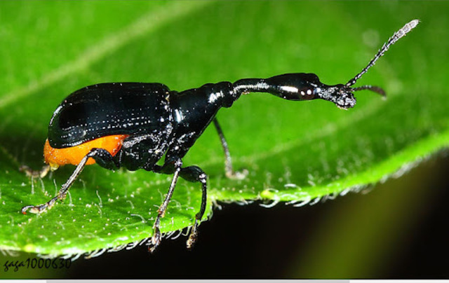 黑长颈卷叶象鼻虫（Paratrachelophorus katonis）