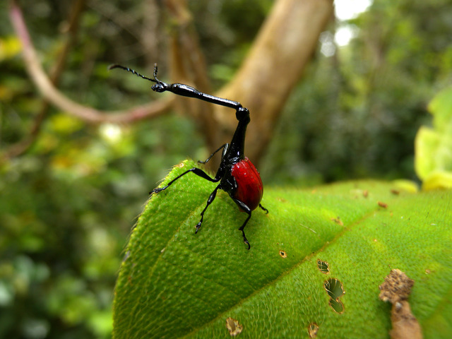 长颈象鼻虫（Trachelophorus giraffa）