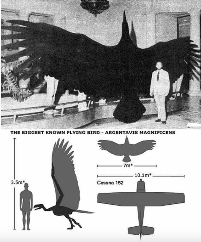 阿根廷巨鹰（Argentavis, Argentavis magnificens）