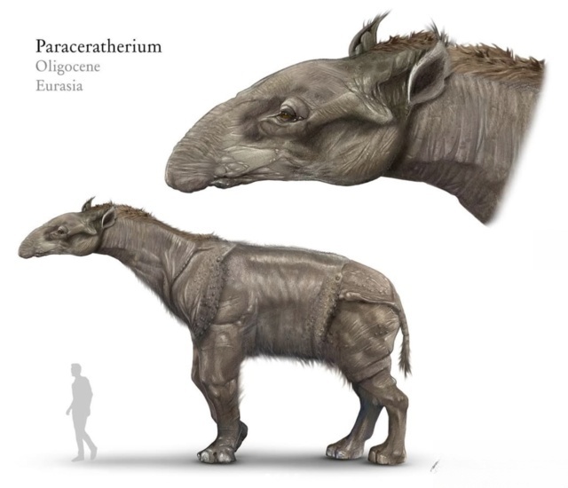 巨犀（Paraceratherium）