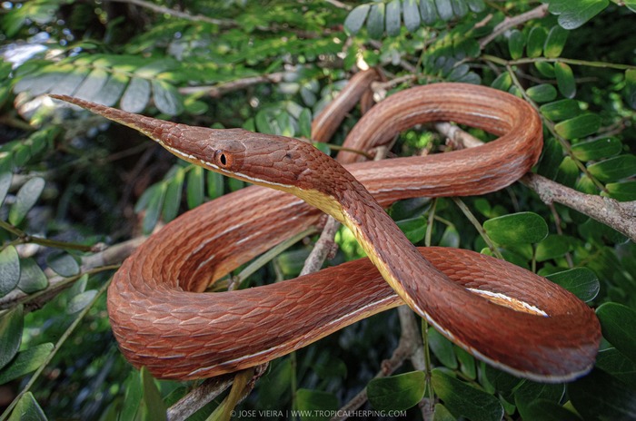 马达加斯加叶鼻蛇（Malagasy Leaf-Nosed Snake）