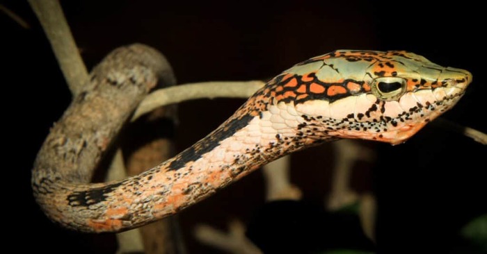 非洲藤蛇（African Vine Snake）