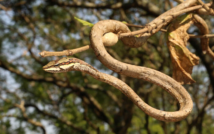 非洲藤蛇（African Vine Snake）