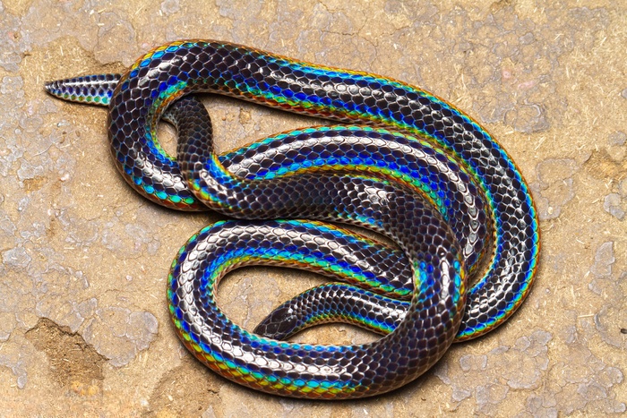 彩虹盾尾蛇（Iridescent Shieldtail）