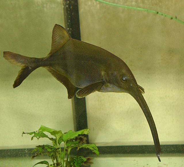 象鼻鱼（Elephantnose Fish）