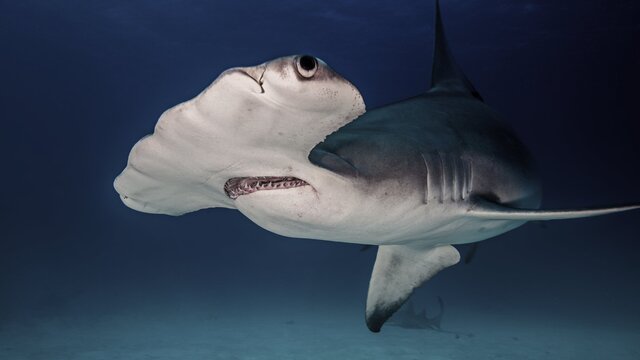 锤头鲨（Hammerhead Shark）