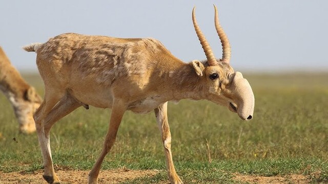 高鼻羚羊（Saiga tatarica）