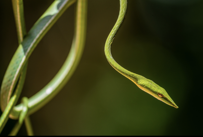 长鼻树蛇（Ahaetulla nasuta）