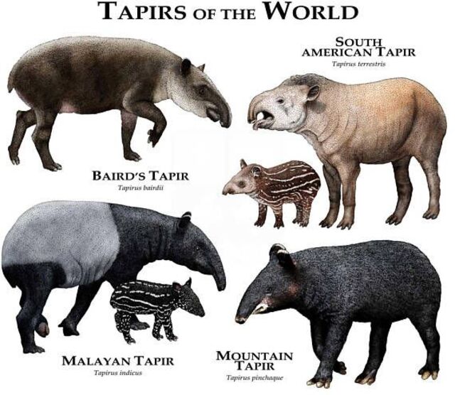 貘（Tapirus）