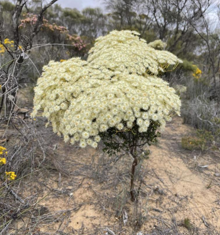 Roe 的羽毛花（Verticordia roei），又被称为Roe's Featherflower