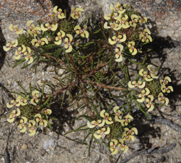 花柱草（Stylidium breviscapum）