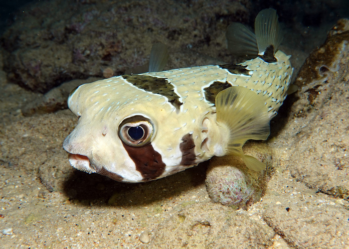 刺豚科（Diodontidae）的钝鼻鱼，也被称为“浮动炸弹”或布氏刺鲀（学名：Diodon bleekeri）