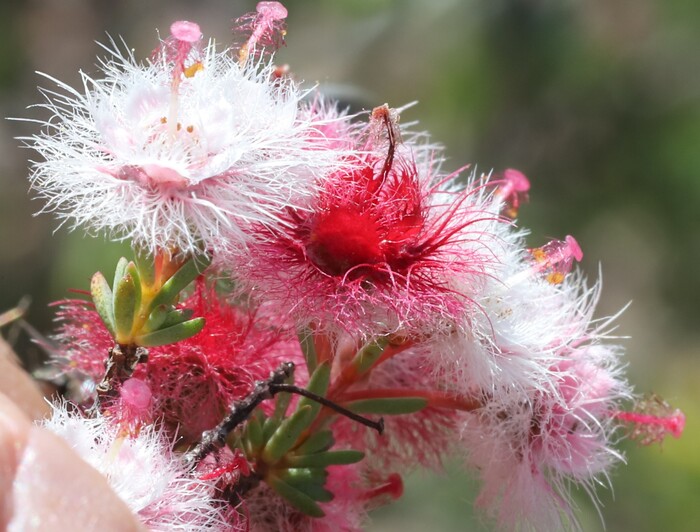 Roe 的羽毛花 (Verticordia roei)：西澳洲的奇美羽毛花