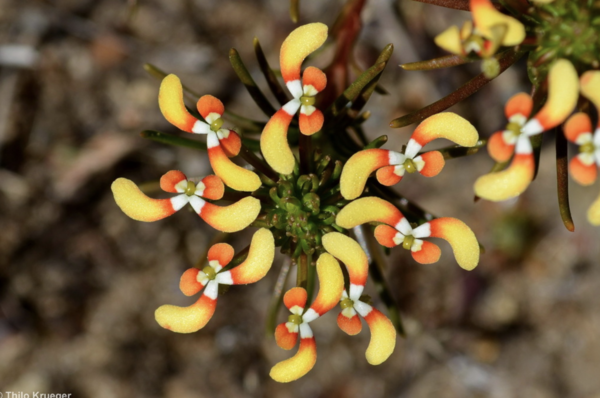 花柱草（Stylidium breviscapum）：如蝴蝶般灵动的奇特花卉