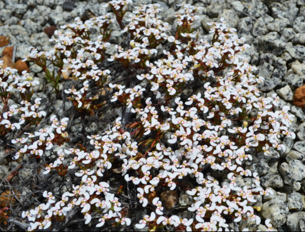 花柱草（Stylidium breviscapum）