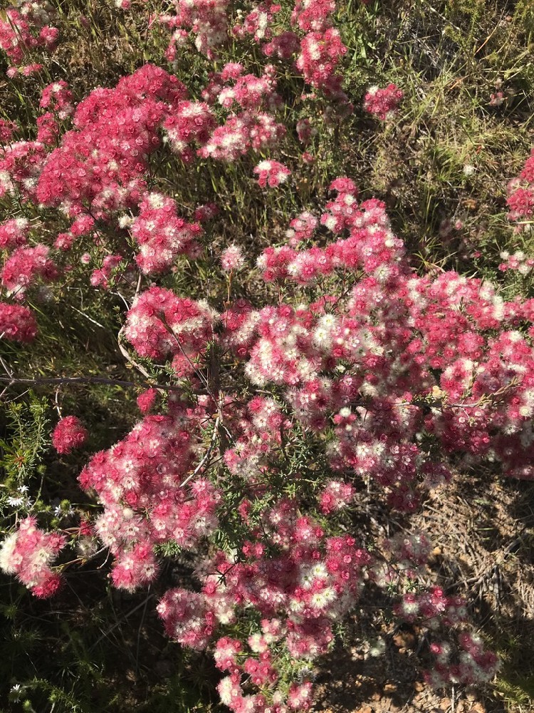 斑叶羽毛花 (Verticordia huegelii)：西澳洲的迷人花卉