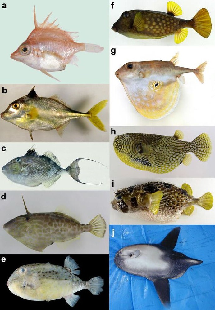 揭秘十大奇特的魨形目鱼类：海洋中的奇迹生物