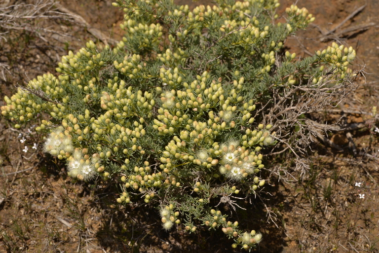 斑叶羽毛花（学名：Verticordia huegelii）