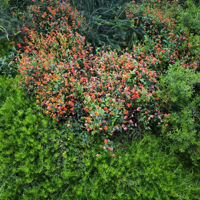 心叶火焰豌豆（Chorizema cordatum），又叫做火焰豌豆