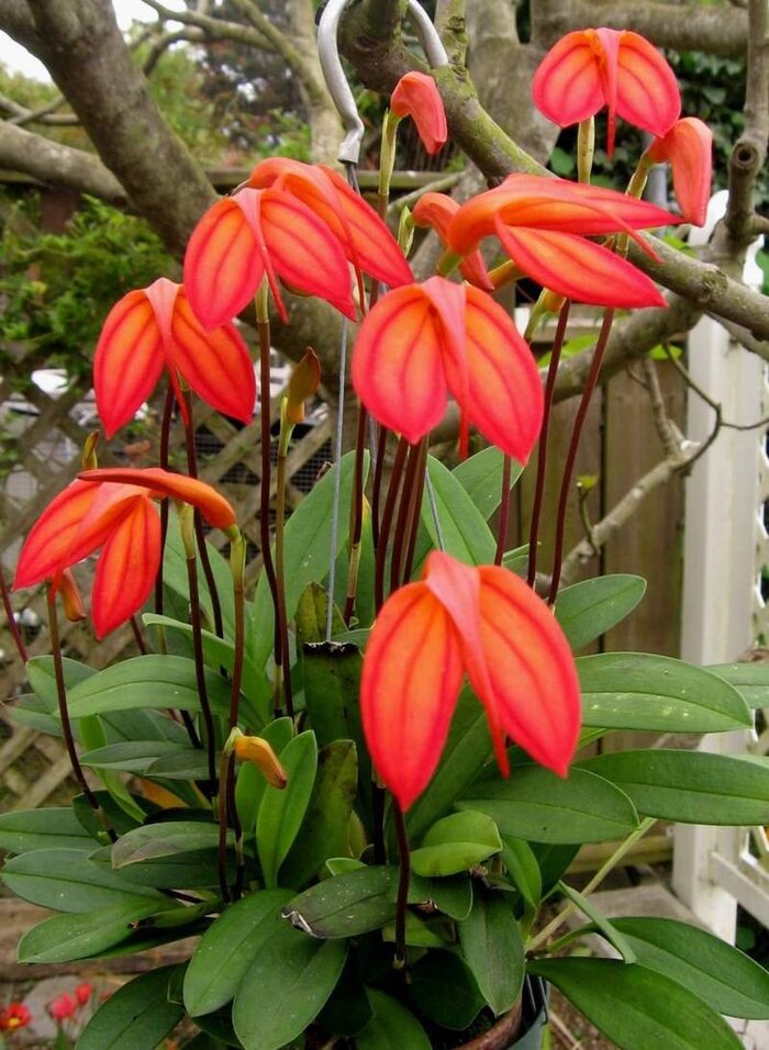 火红尾萼兰（Masdevallia ignea），也称为“火焰兰”或“火红兰”